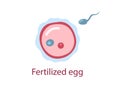 Fertilized egg Royalty Free Stock Photo