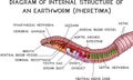 Diagram of internal structure of an earthworm for biology lessons Royalty Free Stock Photo