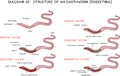 Diagram of internal structure of an earthworm for biology lessons Royalty Free Stock Photo