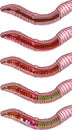 Diagram of internal structure of an earthworm for biology lessons Royalty Free Stock Photo
