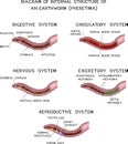 Diagram of internal structure of an earthworm for biology lessons Royalty Free Stock Photo
