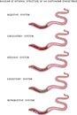 Diagram of internal structure of an earthworm for biology lessons Royalty Free Stock Photo