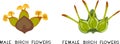 Male and female birch flowers in style of botanical illustration Royalty Free Stock Photo