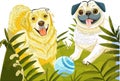 Two happy dogs a golden retriever and a pug play with a ball in the grass puppy. Royalty Free Stock Photo