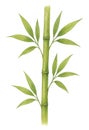 watercolor illustration of a bamboo stem with green leaves Royalty Free Stock Photo