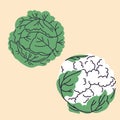 Hand-drawn white cabbage, cauliflower illustration in flat, doodle style. Royalty Free Stock Photo