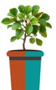 Modern Potted Green Plant Minimalist Indoor Tree in Stylish Pot Royalty Free Stock Photo