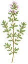 thyme sprig with tiny flowers, isolated illustration, watercolor style Royalty Free Stock Photo