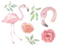 Watercolour Flamingo Illustration Flowers Roses Pink Bird Painted Royalty Free Stock Photo