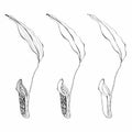 Hand drawn Nepenthe. Carnivorous Plant. Vector set. Royalty Free Stock Photo