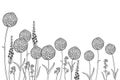 Vector bouquet with outline ball of craspedia or billy buttons flowers in black isolated on white background. Royalty Free Stock Photo
