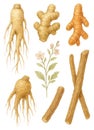 illustration depicting various roots and a herbs plant Royalty Free Stock Photo