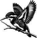 Detailed black and white illustration of a kingfisher bird perched on a branch with its wings spread wide Royalty Free Stock Photo