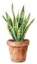 watercolor illustration of a potted snake plant Royalty Free Stock Photo