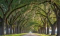 Beautiful avenue of old oak trees with hanging spanish moss sunlit pathway Royalty Free Stock Photo