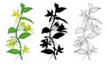 Set of outline Vanilla planifolia (vanilla orchid) flowers and leaves in black and yellow isolated on white background. Royalty Free Stock Photo