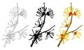 Vector set with outline bunch of witch hazels or Hamamelis flowers in black and color isolated on white background. Royalty Free Stock Photo