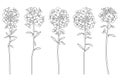 Vector set with outline Alyssum flower bunch with leaf in black isolated on white background. Royalty Free Stock Photo