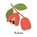 Ackee flat vector illustration. Red ackee fruit cartoon clipart style. Also known as akee, achee, ackee apple, or Blighia sapida Royalty Free Stock Photo