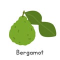 Bergamot flat vector illustration. Green bergamot or Citrus bergamia cartoon clipart style isolated on white background Royalty Free Stock Photo