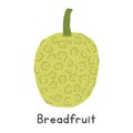 Breadfruit flat vector illustration. Breadrfruit or breadnut cartoon clipart style isolated on white background Royalty Free Stock Photo