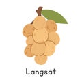 Langsat flat vector illustration. Bunch of langsat cartoon clipart style isolated on white background Royalty Free Stock Photo