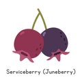 Juneberry flat vector illustration. Juneberry or Serviceberry cartoon clipart style isolated on white background Royalty Free Stock Photo