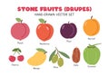 Stone fruits or Drupes flat vector illustration set in cartoon clipart style. Peach, nectarine, plum, apricot, cherry Royalty Free Stock Photo