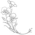 Vector corner bouquet with Calochortus or Sego lily in black isolated on white background. Royalty Free Stock Photo