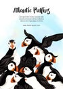 Arctic Puffins birds. Royalty Free Stock Photo