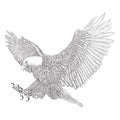 Bald eagle swoop attack winged hand draw sketch black line doodle monochrome on white background Royalty Free Stock Photo