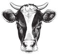 Black and white sketch of a cow`s face. Royalty Free Stock Photo