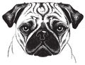 Sketch of a pugs face