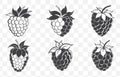 Print Boysenberry Line Art Vector Set with Detailed Illustrations for Design and Craft Projects Royalty Free Stock Photo