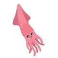 Vector illustration of squid