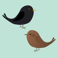Print A couple of cute blackbirds illustration