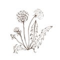 Dandelion flowers wildflowers graphic vector hand-drawn Royalty Free Stock Photo