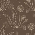 Dandelion flowers wildflowers graphic vector hand-drawn Royalty Free Stock Photo