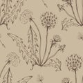 Dandelion flowers wildflowers graphic vector hand-drawn illustration. Print textile Royalty Free Stock Photo