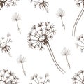 Dandelion flowers wildflowers graphic vector hand-drawn Royalty Free Stock Photo