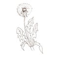 Dandelion flowers wildflowers graphic vector hand-drawn Royalty Free Stock Photo