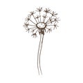Dandelion flowers wildflowers graphic vector hand-drawn Royalty Free Stock Photo