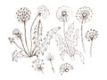 Dandelion flowers wildflowers graphic vector hand-drawn Royalty Free Stock Photo