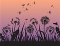 Silhouette of Dandelion flowers in the grass