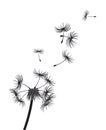 Dandelion seeds dispersed in the wind