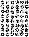 Print of dogs paws Royalty Free Stock Photo