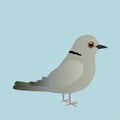 Print Eurasian collared dove illustration