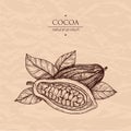 Hand drawn illustration cocoa. Vector scetch.Vintage illustration. Botanical illustration of engraved cocoa beans.