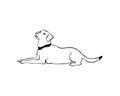 Labrador laying dog in doodle style.