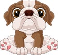 Cartoon cute baby bulldog sitting Royalty Free Stock Photo